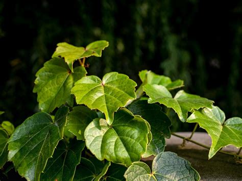 5 Fast Facts About English Ivy