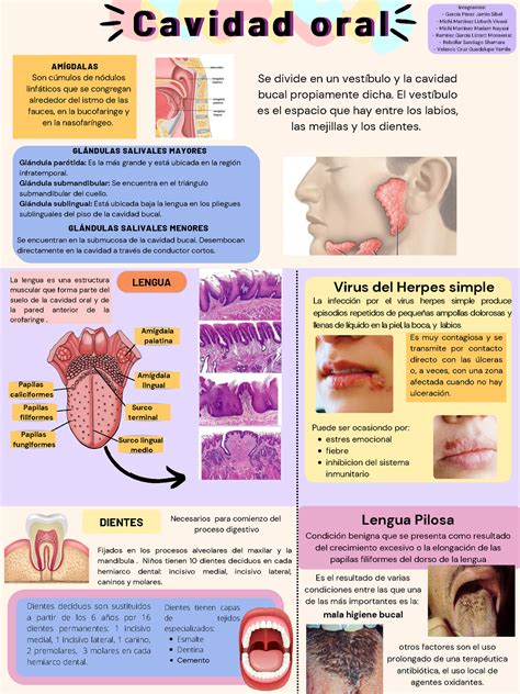 Infografia Cavidad Oral Histo Medico Cirujano Unam Studocu Porn Hot Sex Picture