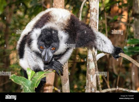 The Black And White Ruffed Lemur Varecia Variegata Is An Endangered