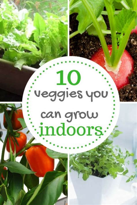 10 Veggies You Can Grow Indoors Growing Food Indoors Indoor