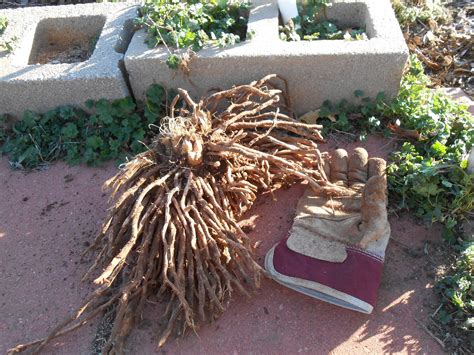 Asparagus (asparagus officinalis) also known as asparagus root, wild asparagus, asperge and three varieties of asparagus are: Windy Acres Diary: Transplanting Asparagus
