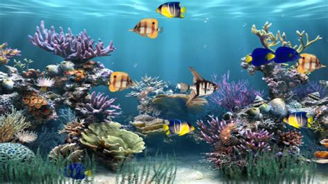 Moving Fish Aquarium Desktop Wallpaper Free Download Moving Fish