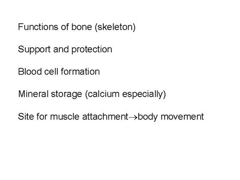 The Skeletal System Structure And Function Of Bone