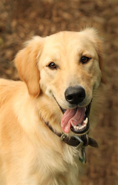 See more ideas about puppies, golden retriever, cute dogs. Golden Retievers vs Labrador Retrievers: Which Dog Is ...