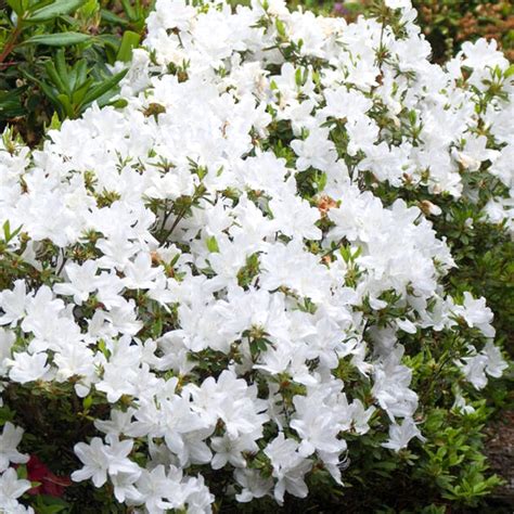 Azalea Plant White 2 Pack 9cm Pot Garden Shrub Free Uk Delivery