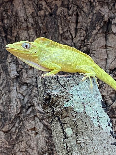 T Albino Knight Anole Ftd72222 C98m By Fairytail Dragons Llc