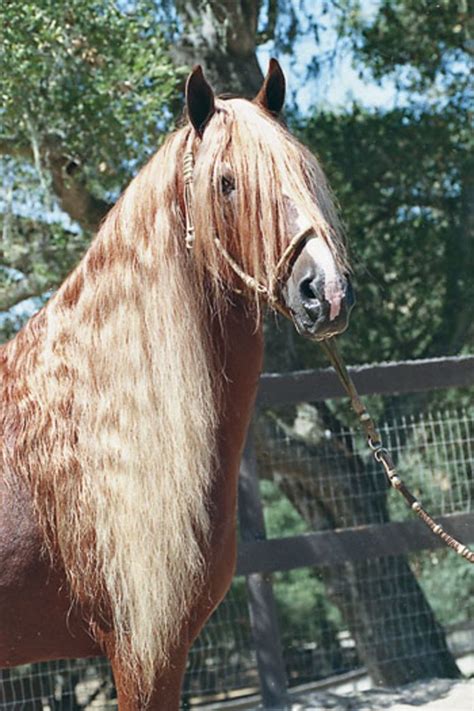 peruvian paso horse  peruvian paso horse   smooth gaited horse breed   kind