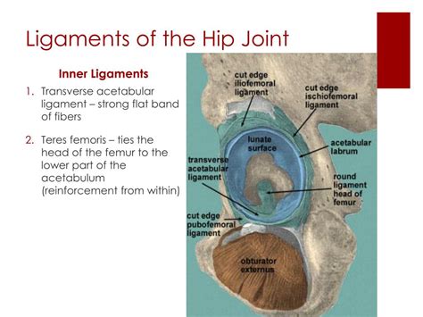 Ppt The Hip Region Powerpoint Presentation Free Download Id1937593