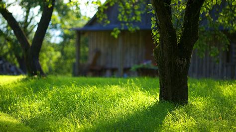 Green Grass Wallpaper Wallpapersafari