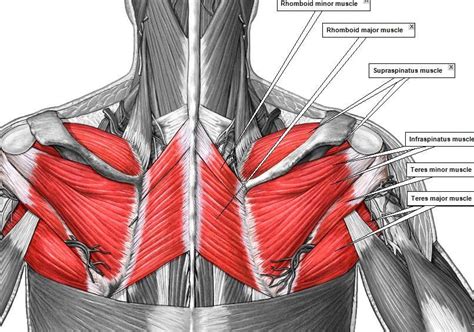 Intermediate back muscles and c. Image result for creative commons back muscle anatomy ...