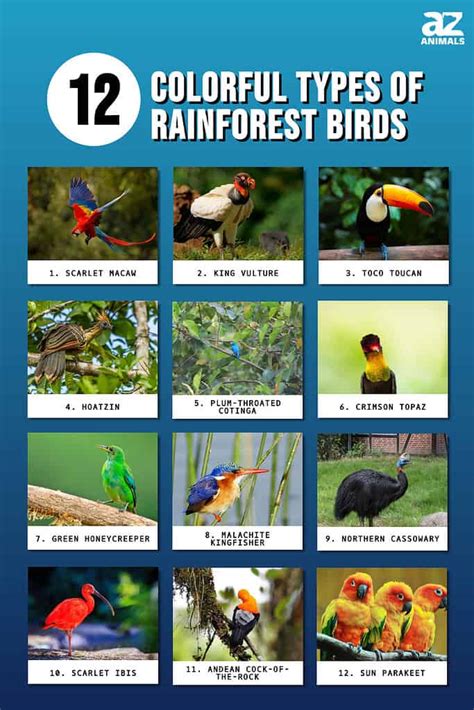 12 Colorful Types Of Rainforest Birds A Z Animals