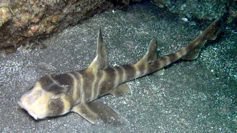 Japanese Bullhead Shark Suma Aquarium Kobe Hyogo
