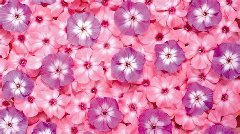 Pink Flower Wallpaper Background ·① Wallpapertag