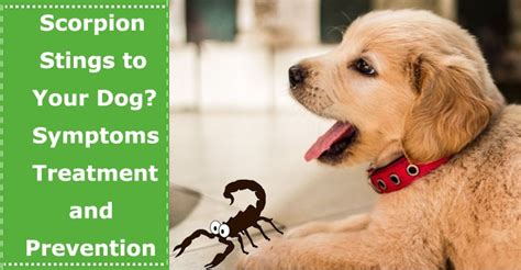 What Are The Symptoms Of A Scorpion Sting For Dogs