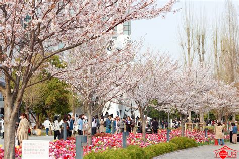 Best Places To See Cherry Blossoms In Tokyo — Your Japan Journey