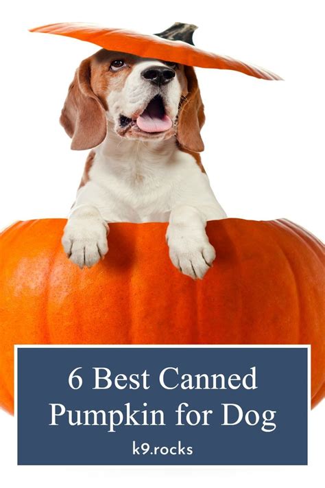 6 Best Canned Pumpkin For Dogs Canned Pumpkin For Dogs Canned