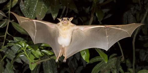 How Do Bats Fly The Mechanics Of Flight And Lift Explained Earth Life