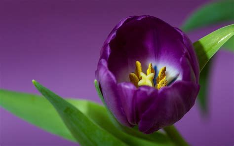 Tulip Petals Purple Hd Desktop Wallpapers 4k Hd