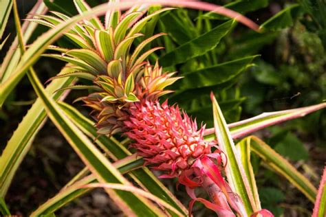 All About The Red Spanish Pineapple Minneopa Orchards