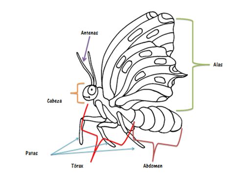 Los Insectos Anatomía De Los Insectos