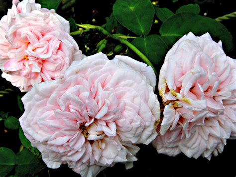 Best Climbing Roses For Trellises Arbors Pergolas Fences And Walls