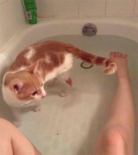 Cats Who Have Totally Shown Bath Time Who S Boss Catlov