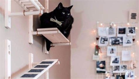 30 Modern Diy Cat Playground Ideas In Your Interior Cat Playground