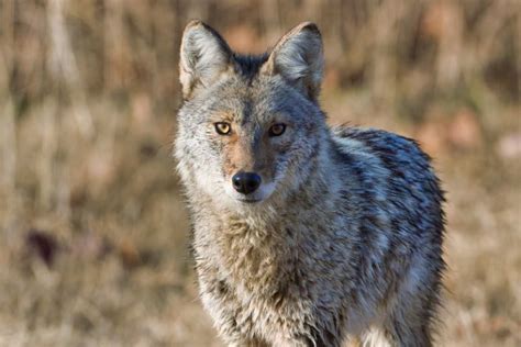 Odfw To Discuss Banning Coyote Killing Contests Elkhorn Media Group