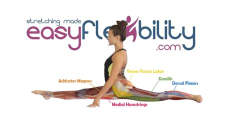 How To Learn To Do The Splits Easyflexibility