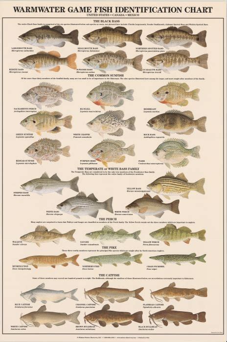 Warmwater Game Fish Identification Poster Duranglers Fly Fishing Shop