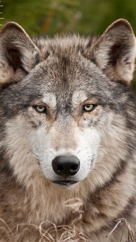 Wolf Predator Animal Brown Wild Hd Wallpaper Peakpx