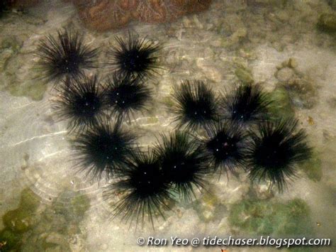 The Tide Chaser Sea Urchins Phylum Echinodermata Class