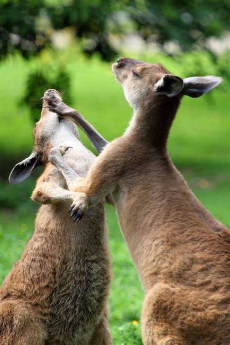 Kangaroos Fighting Image Free Stock Photo Public Domain Photo Cc0