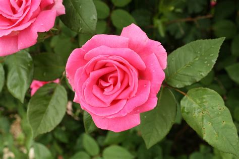 Love My Cottage Garden Arbor Bliss