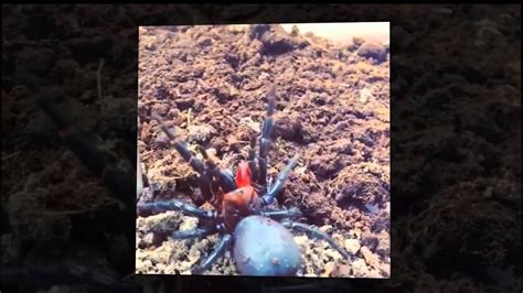 An Arachnid Dracula Rare Red Fanged Spider Is Uncovered Youtube