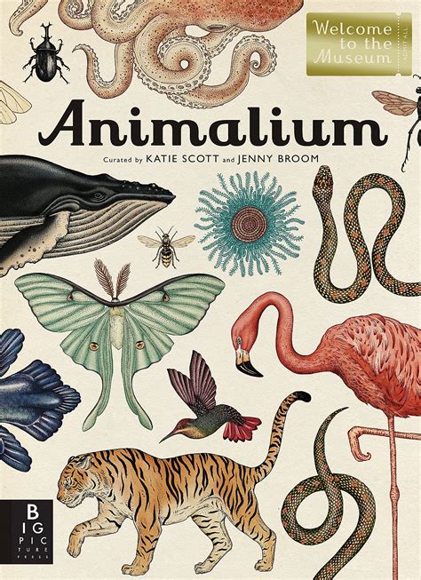 Animalium By Jenny Broom Katie Scott Illustrator