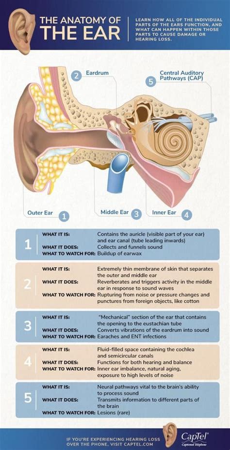 Pin By Helena Van On Audiology Basic Anatomy And Physiology Ear