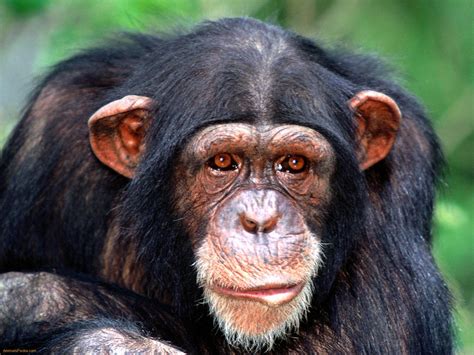 Chimpanzees Wallpapers Animals Library