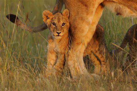 Fun Facts About Africas Baby Safari Animals
