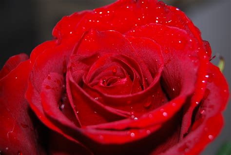 Hd Red Rose Wallpaper Wallpapersafari