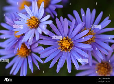 Purple Flowers In The Mountain Stock Photo Alamy