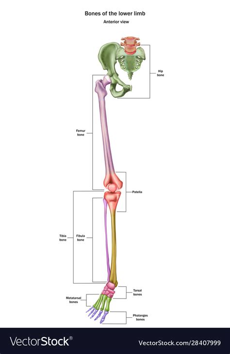Bones Lower Limb With Name And Royalty Free Vector Image