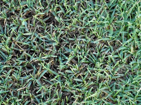 That's not a reason to give up though! The 5 Best Grass Types for Baton Rouge, LA Lawns - Lawnstarter