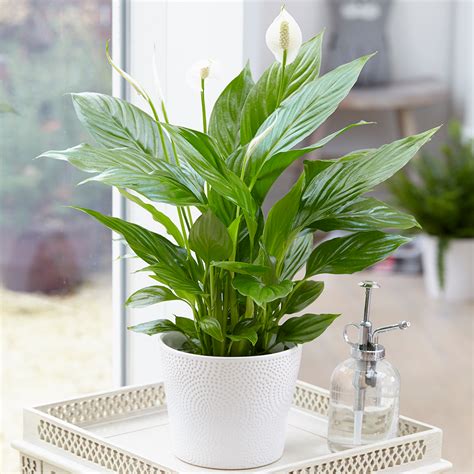 The leaves will soon start to droop when the plant dries out, but when watered it will rebound pretty fast. Spathiphyllum 'Peace Lily' Indoor Plants - 1 x Potted Lily ...