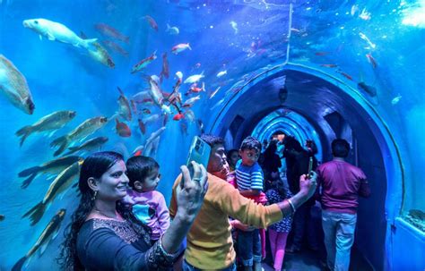 Watch Have You Heard Of A Portable Underwater Tunnel Aquarium The Hindu