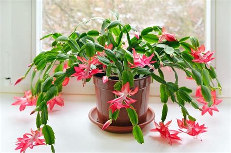 A christmas cactus is the perfect seasonal plant to have in bloom this time of the year. Christmas Cactus - Care & Growing Guide - Hobby Plants in ...