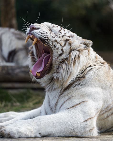 Yawning White Tiger One Of The White Tigers Of The Zoo Of Flickr