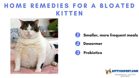 Home Remedies For A Bloated Kitten The Kitty Expert