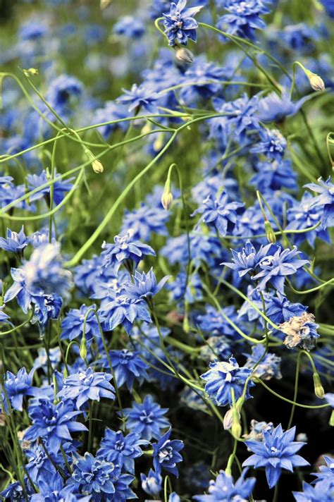 Wahlenbergia Stricta ‘blue Mist Native Bluebell Gardening With Angus