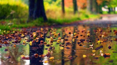 Colorful Leaves On Rainfall Water In Colorful Blur Bokeh Background Hd